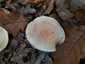 Sárgulótejű tejelőgomba (Lactarius chrysorrheus), Őrség